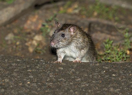 Rat control