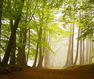 Woodlands Woodlands