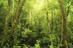 Virgin Forest Virgin Forest
