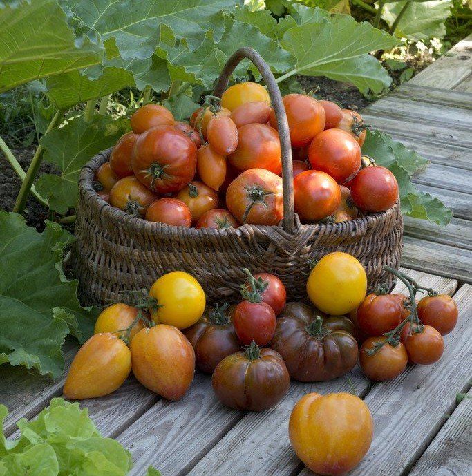 Tomato varieties, tomato variety, best tomato varieties
