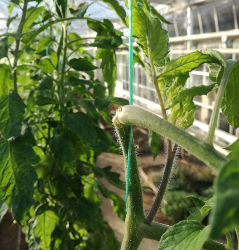 Can you cut off the top of a tomato plant, End of tomato cultivation, tops of tomato plants,