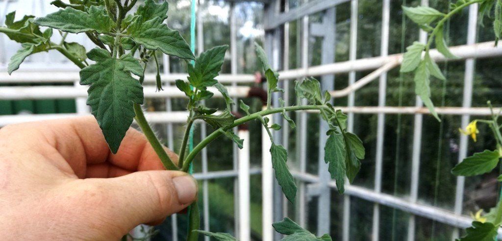 Pruning tomatoes, side shoots, suckers, tomatoes suckers, how to remove suckers at tomatoes, how to prune tomatoes,