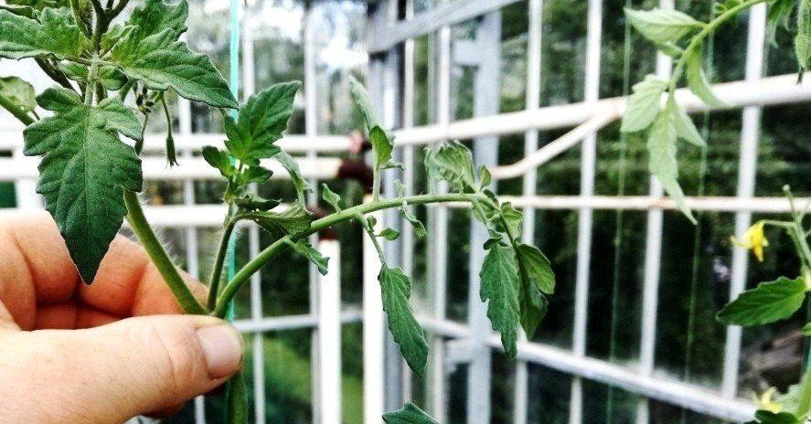 Tomatenpflanzen Diebe, Tomaten beschneiden, ausgeizen