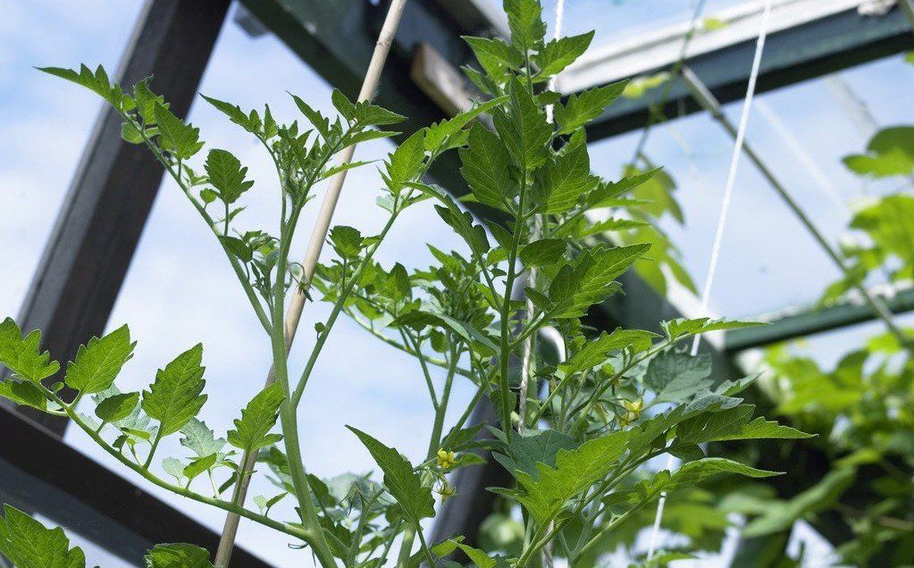 growing tomato plants from suckers, tomato sucker, side shoot tomato, tomato cuttings,