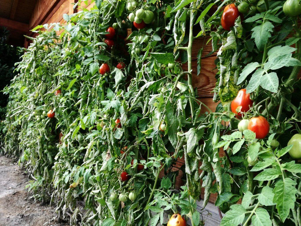 growing tomatoes outside, how to grow tomatoes outside, tomato varieties for outside