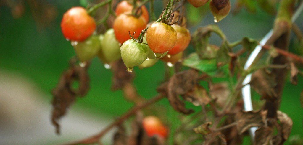 Phytophthora, tomato diseases, Late Blight