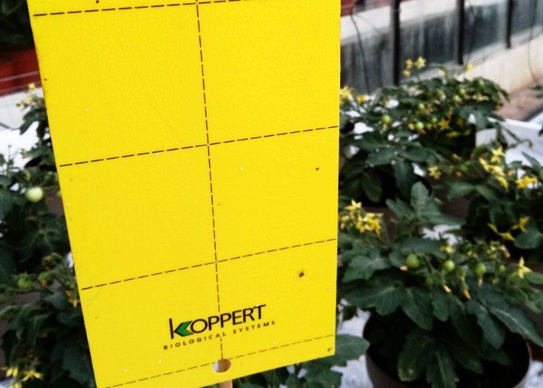 Gele kleefval voor tomatenplanten in potten in een kas; de val heeft een raster van stippen.