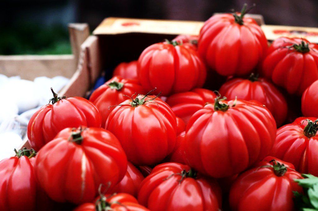 Tomatoes, tomato, tomato plant, tomato plants,