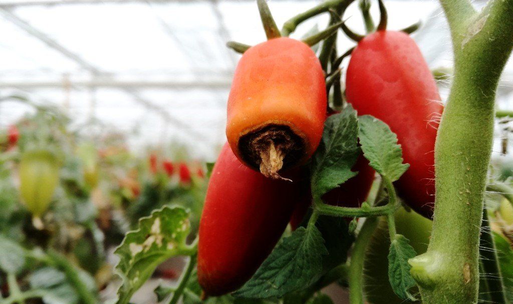 Blossom end rot in tomato.