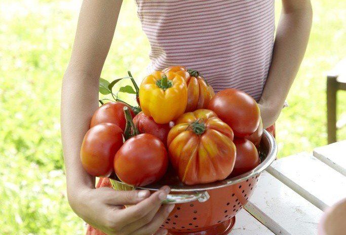 Open-Pollinated tomato seeds, Heirloom tomato seeds, Hybrid tomato seeds, Open-Pollinated tomato variety, Heirloom  tomato variety, Hybrid tomato varieties.