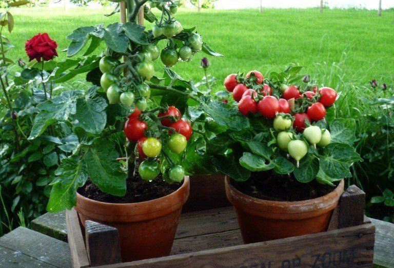 Twee tomatenplanten in potten, met rode en groene vruchten, staan op een houten dienblad in een tuin.