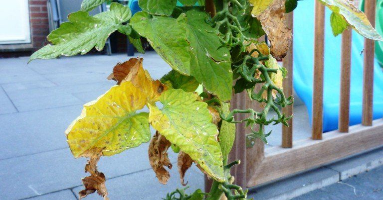 Yellow tomato leaves, nitrogen deficiency,