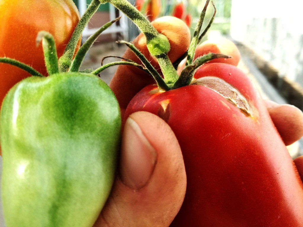 Picking tomatoes, harvesting tomatoes, how harvesting ripe tomatoes,
