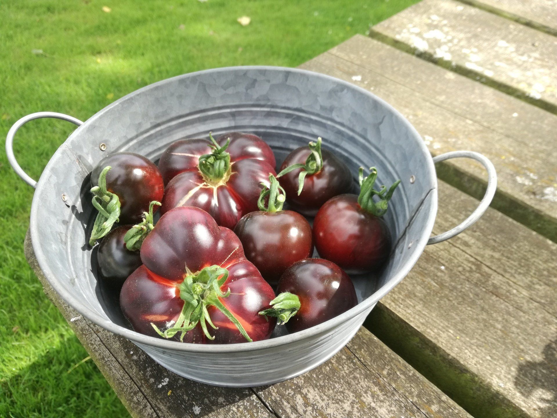 Metalen emmer gevuld met donkerpaarse tomaten op een houten ondergrond buiten.