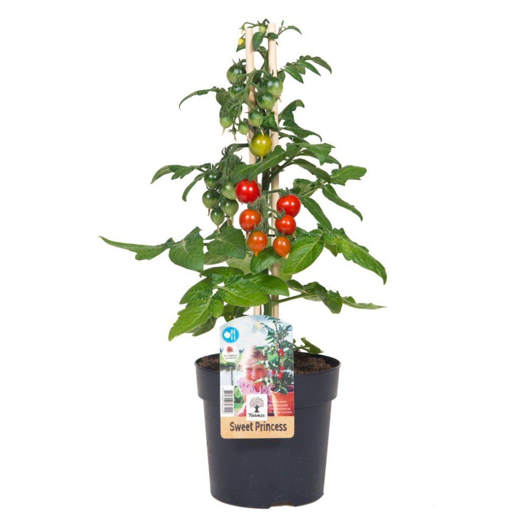 Tomatenplant in een zwarte pot met rode, oranje en groene tomaten. De plant wordt ondersteund door een houten stok.