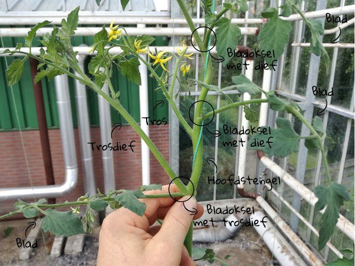 Een hand houdt een tomatenstengel vast; de annotaties tonen bladeren, een hoofdstengel en uitlopers met bloemtrossen.