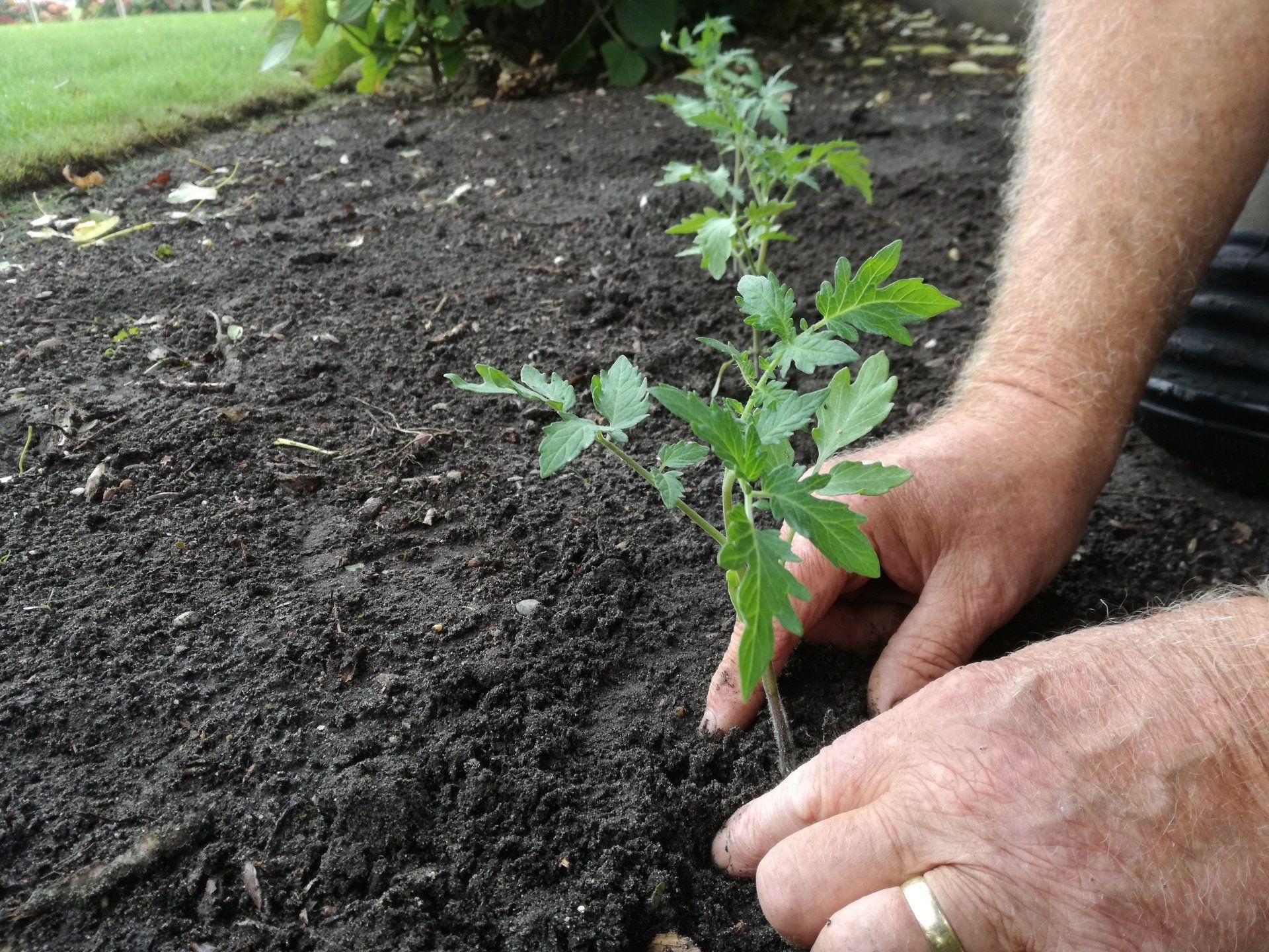 Handen die een tomatenplantje in donkere aarde planten, buiten.