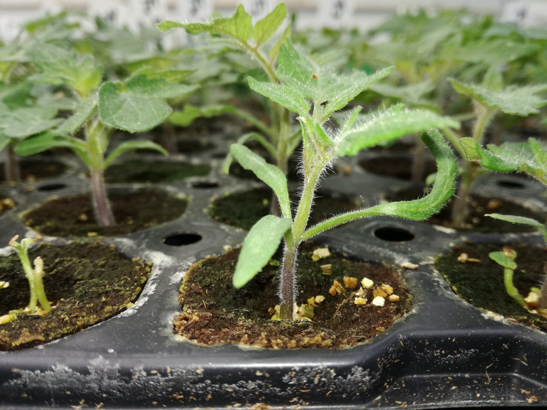 Zaailingen groeien in een zwarte schaal, met kleine groene blaadjes en stengels, in donkere aarde.