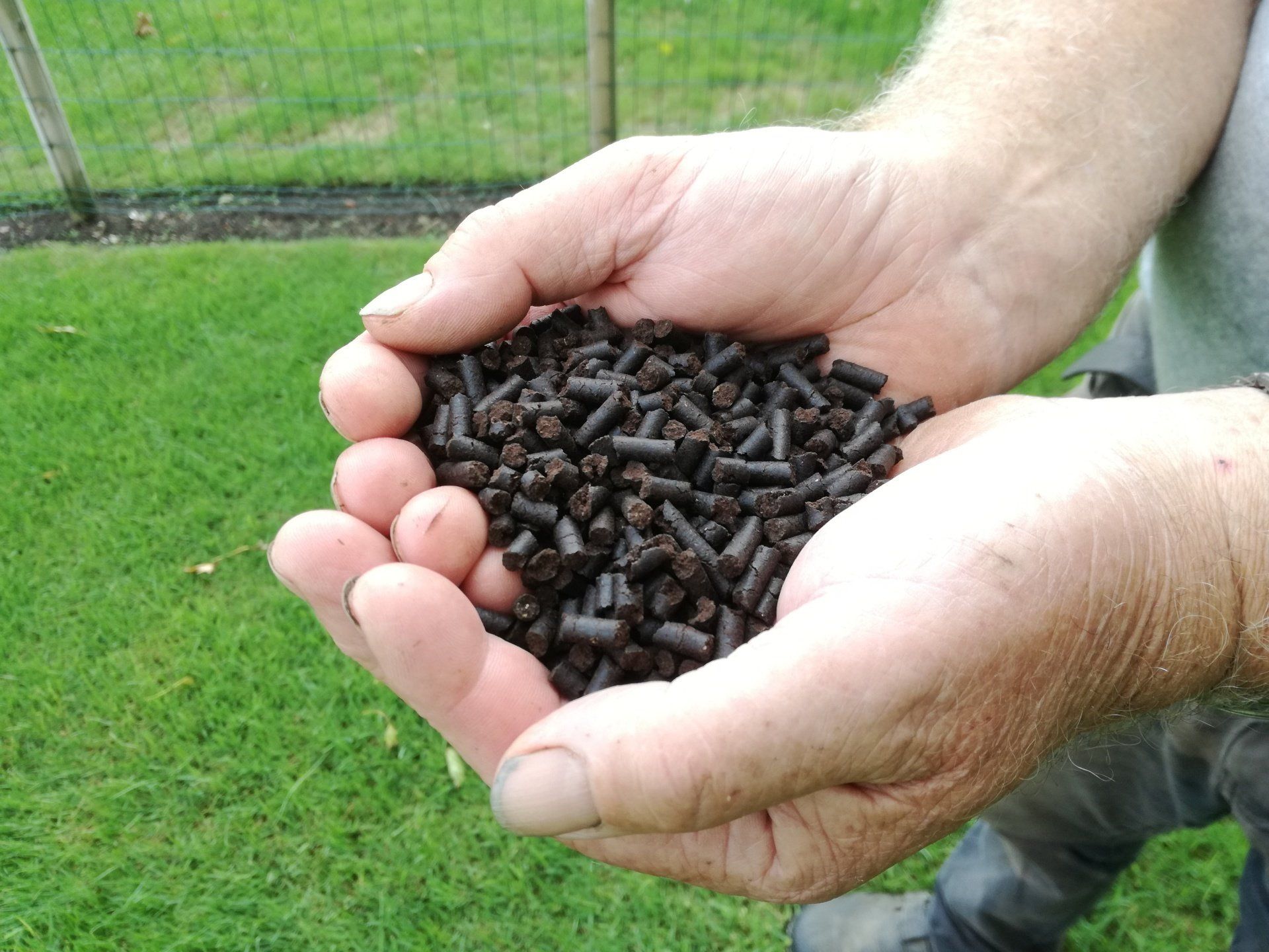 Handen houden een stapel donkerbruine, cilindrische korrels vast boven groen gras.