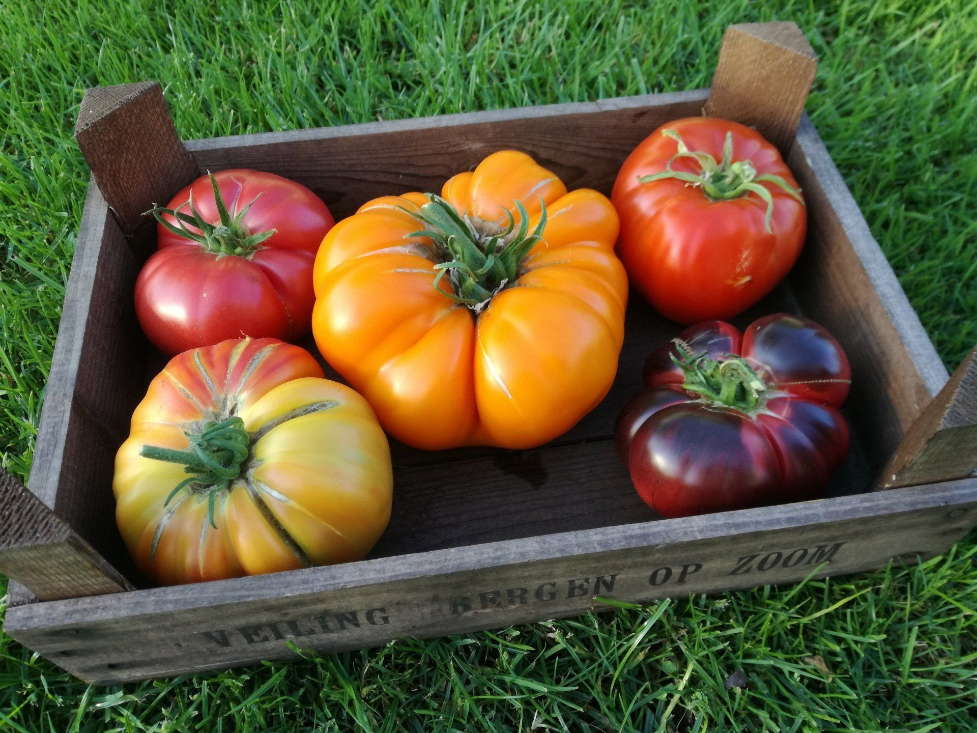 Tomaten in een houten krat op groen gras: rode, oranje, gele en donkerpaarse variëteiten.