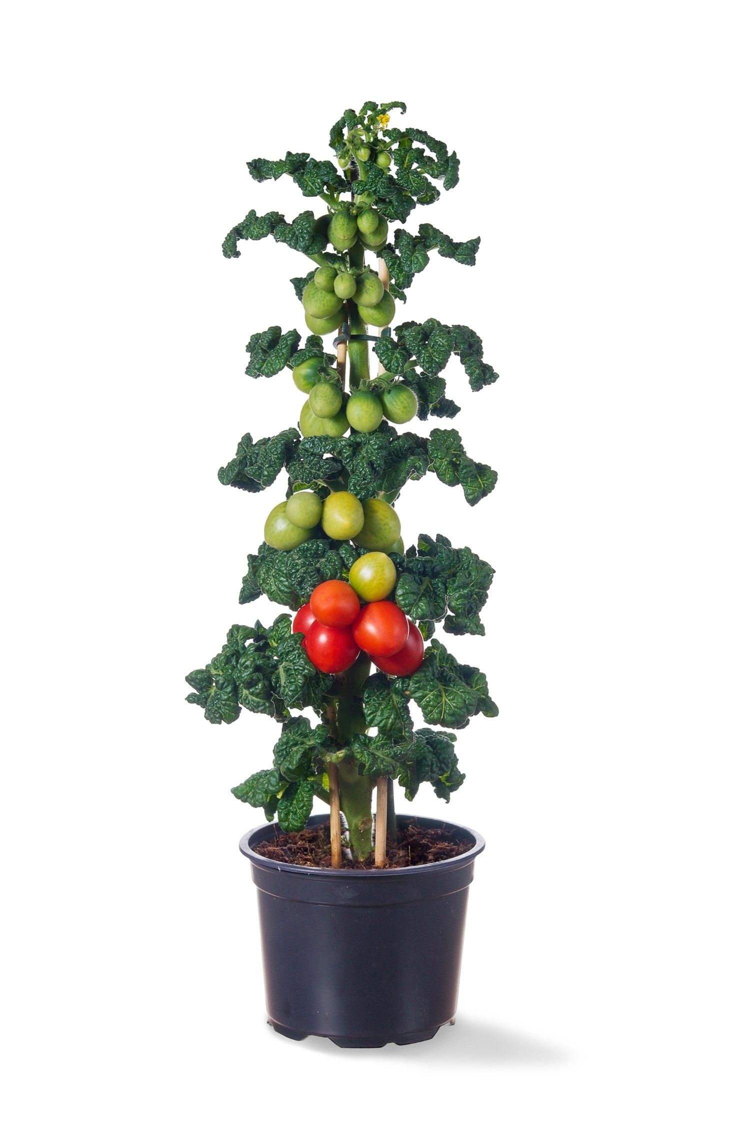 Tomatenplant, tomatenplanten, tomaat, Farmzy, Farzmy Little Red Tree