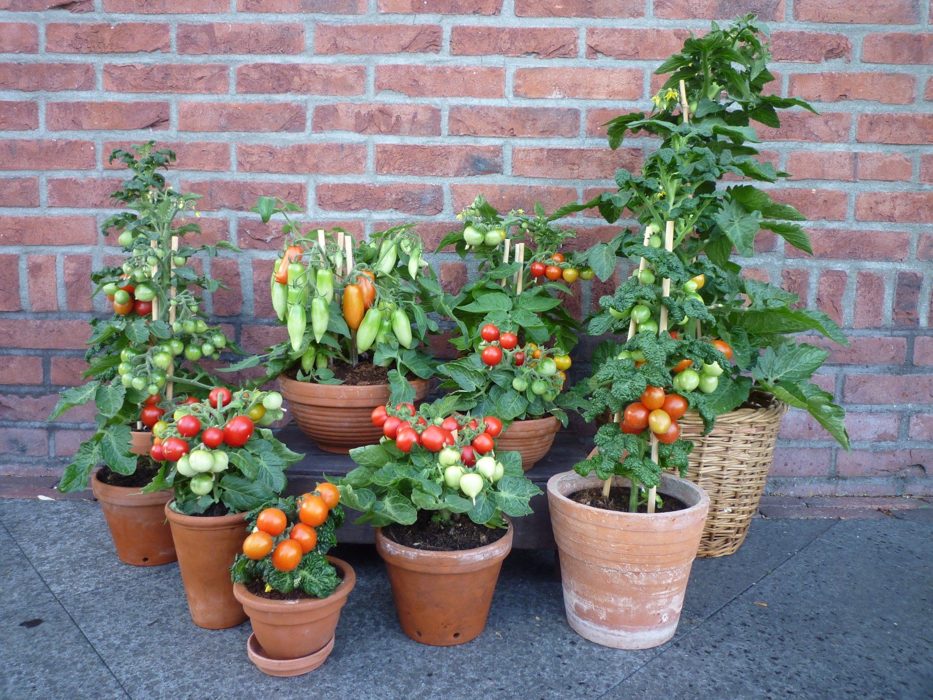 Tomatenpflanzen in Töpfen züchten