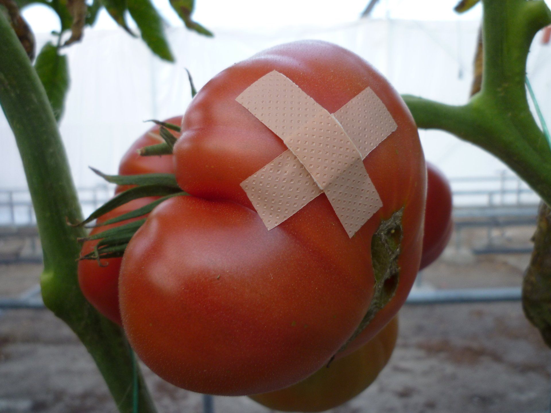 tomato diseases and pests,