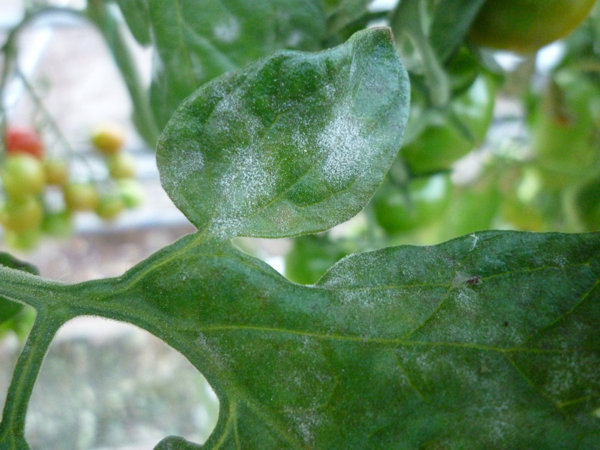 Mildew, white spots on tomato leaves