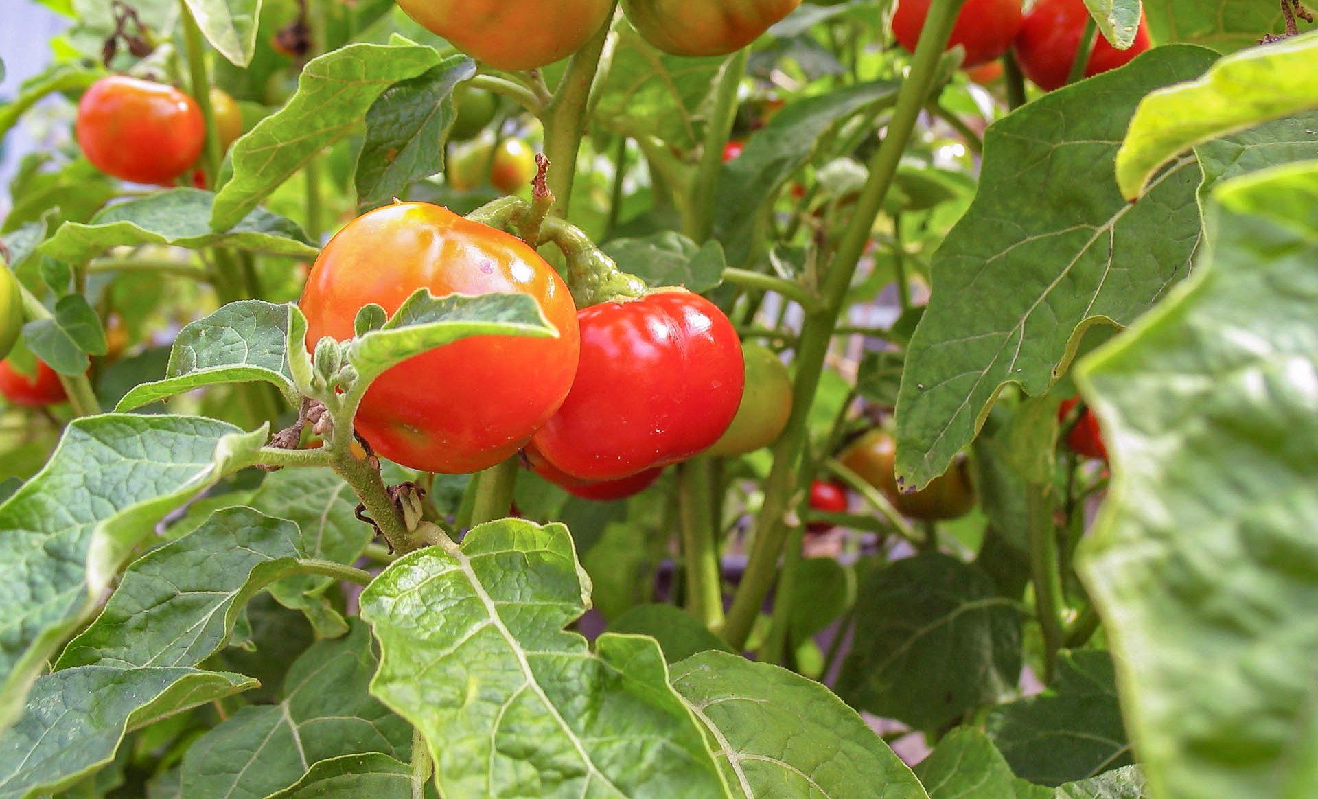 Tomatenplant met rijpe rode en oranje tomaten tussen groene bladeren.