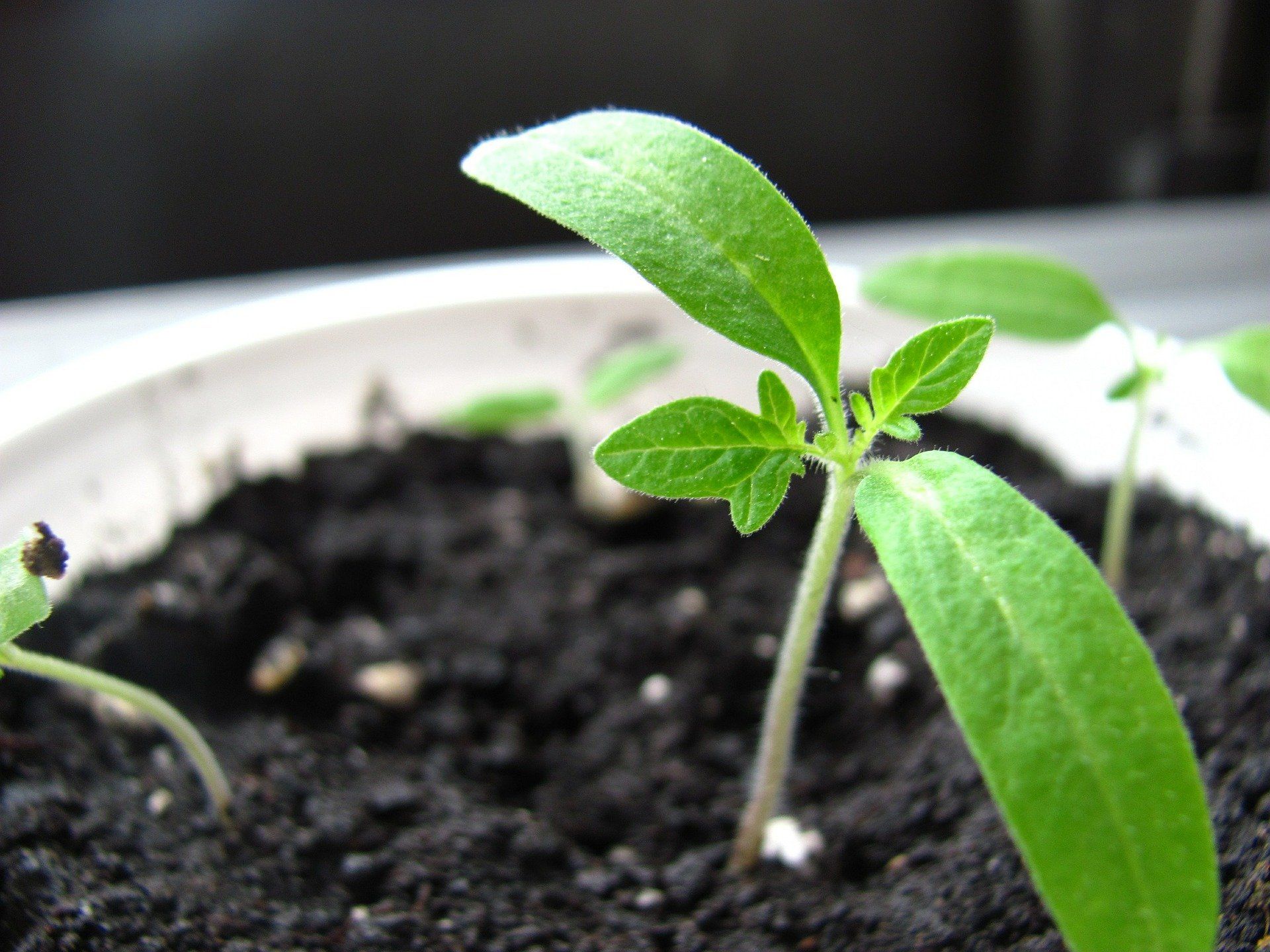 Sowing tomatoes, tomato seed, how to sow tomatoes,