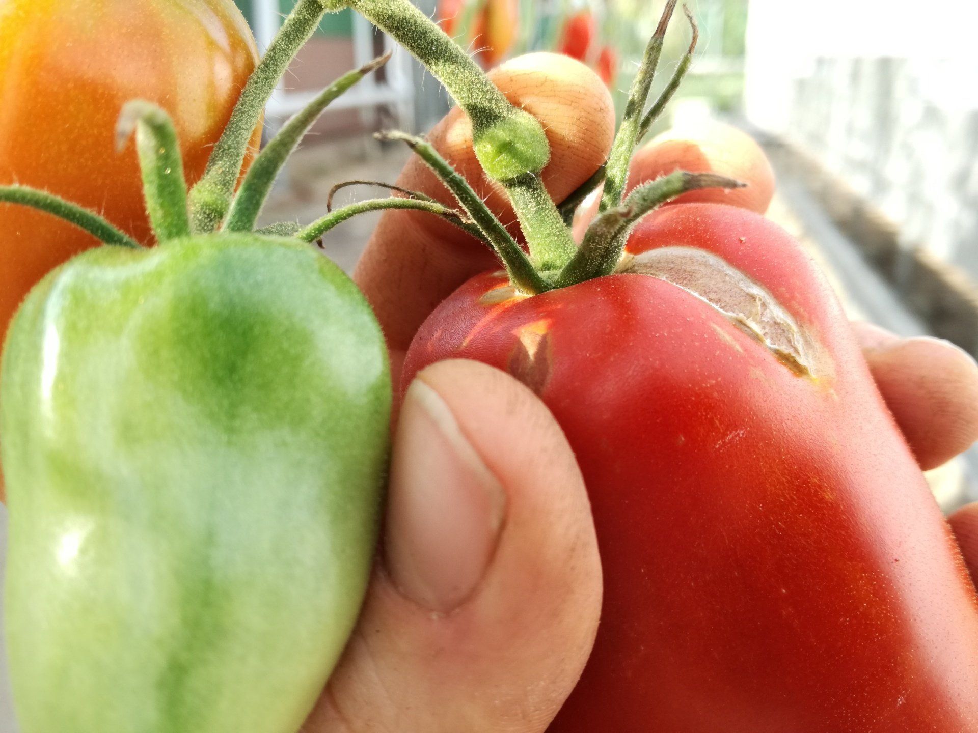 Een hand die een langwerpige, rood-groene tomaat aan de tros vasthoudt om de tomaat te oogsten