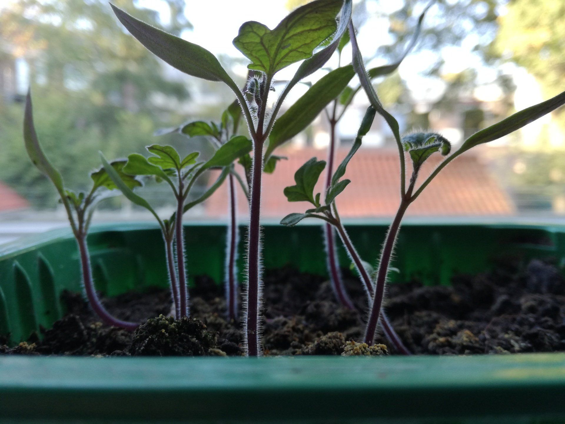 easy to grow tomatoes, how easy to grow tomatoes, basic steps for growing tomatoes, growing tomatoes for beginners,