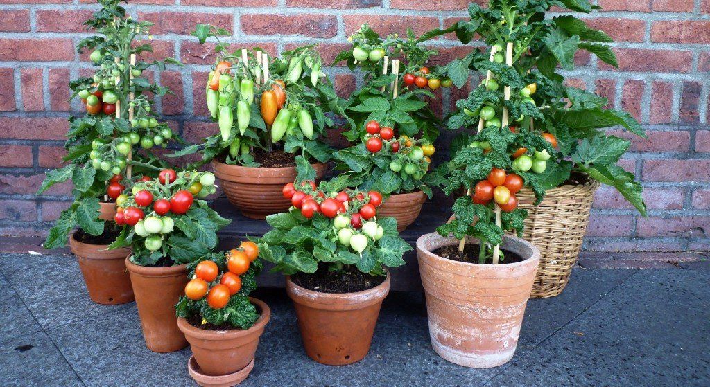 how to grow tomatoes in pots, grow tomato plants in pots, tomato varieties for pots,