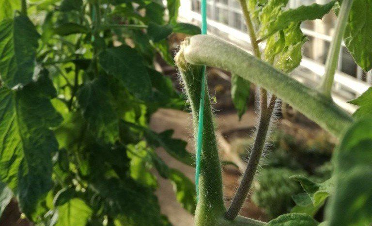 Can you cut off the top of a tomato plant, End of tomato cultivation, tops of tomato plants,