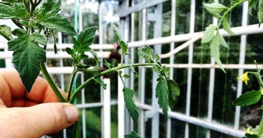 Een hand houdt een groene tomatenplantenstengel met bladeren vast tegen een witte reling.