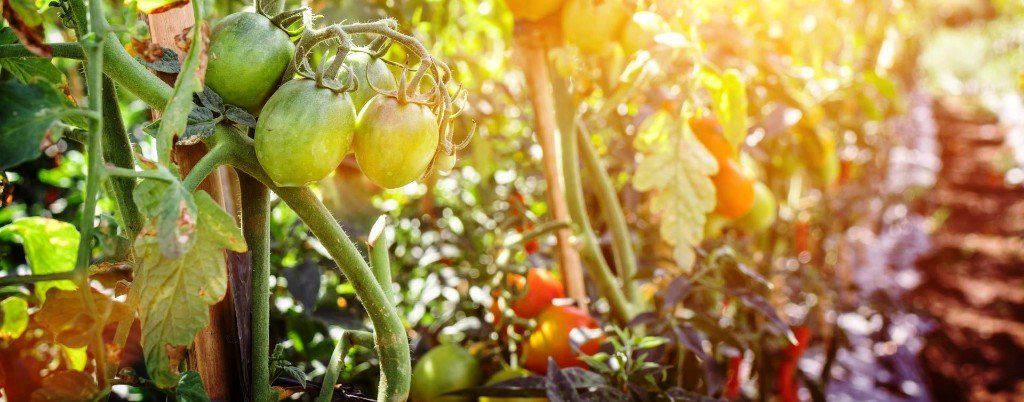 tomato plants, how to plant tomatoes, replant tomato plants, Plant young tomatoes,