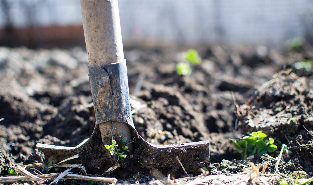 Tomato soil, fertilizing tomato plants, tomato soil,