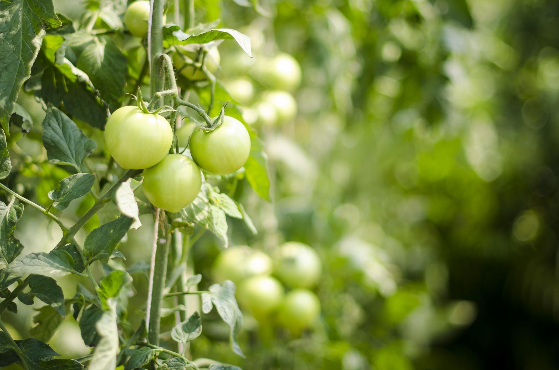 Are tomatoes toxic, green tomatoes are toxic,