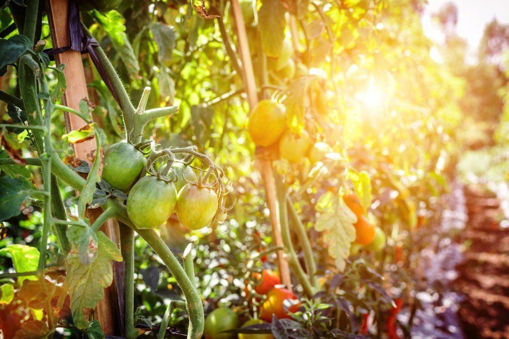 Tomatenplanten in een tuin, met groene en rode tomaten, in fel zonlicht.