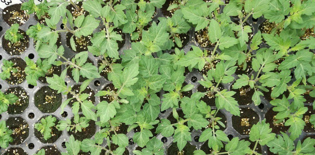 Aussaat von Tomaten, Anbau von Tomaten, Tomatensamen, junge Tomatenpflanzen,