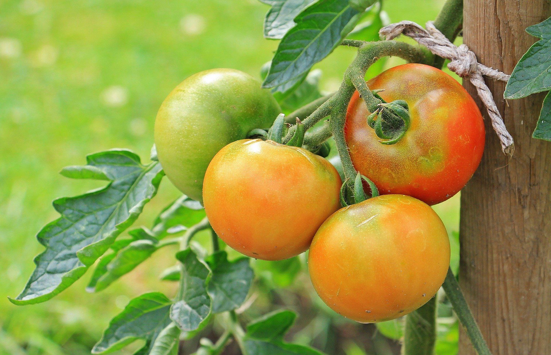 Open-Pollinated tomato seeds, Heirloom tomato seeds, Hybrid tomato seeds, Open-Pollinated tomato variety, Heirloom  tomato variety, Hybrid tomato varieties.