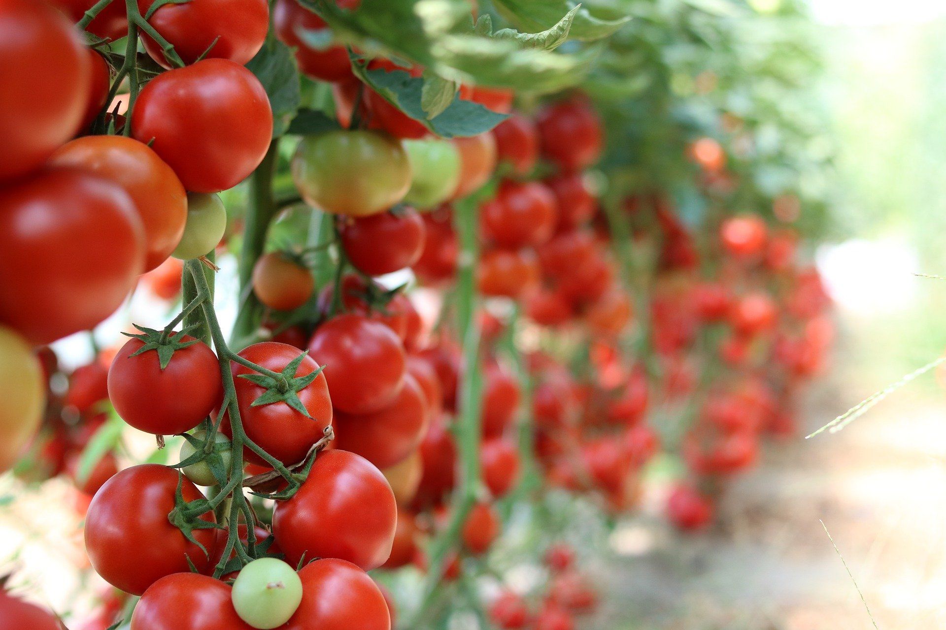 Rode tomaten die aan ranken groeien in een kas.