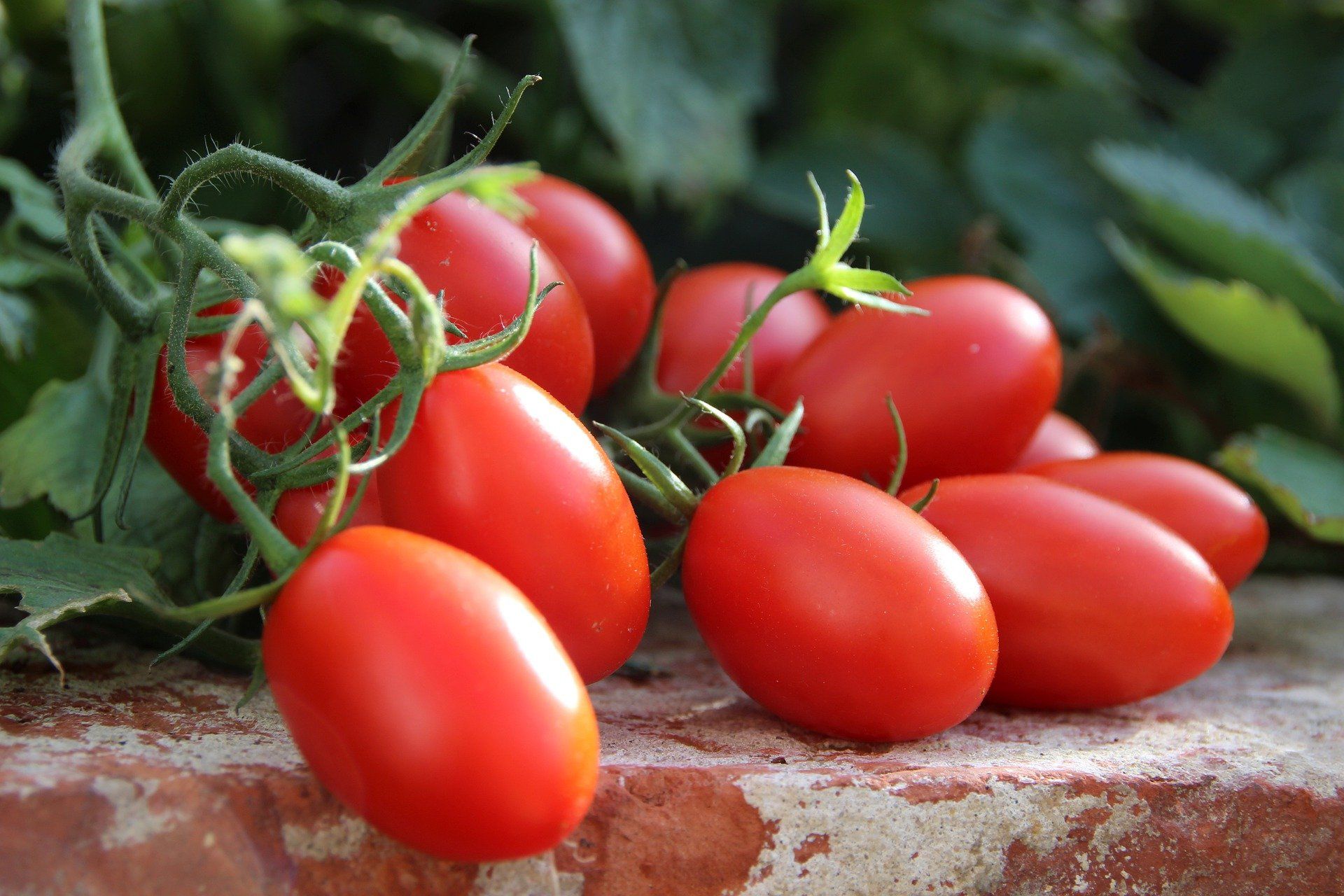 Rode Roma-tomaten aan de plant, rustend op een stenen richel met groen gebladerte op de achtergrond.