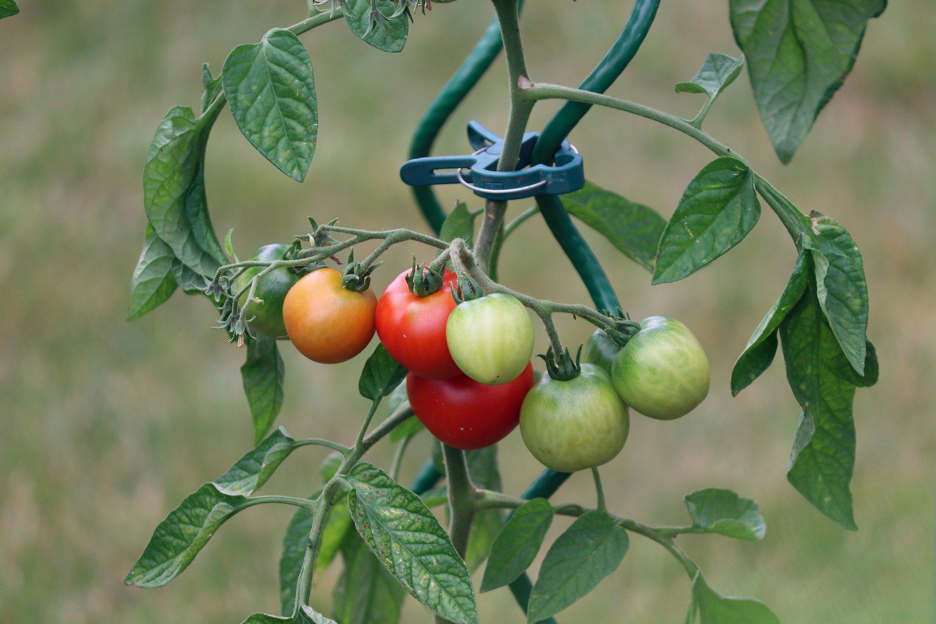 Tomaten die aan een wijnstok rijpen, ondersteund door een groene spiraalvormige stok; sommige rood, sommige groen en sommige oranje.