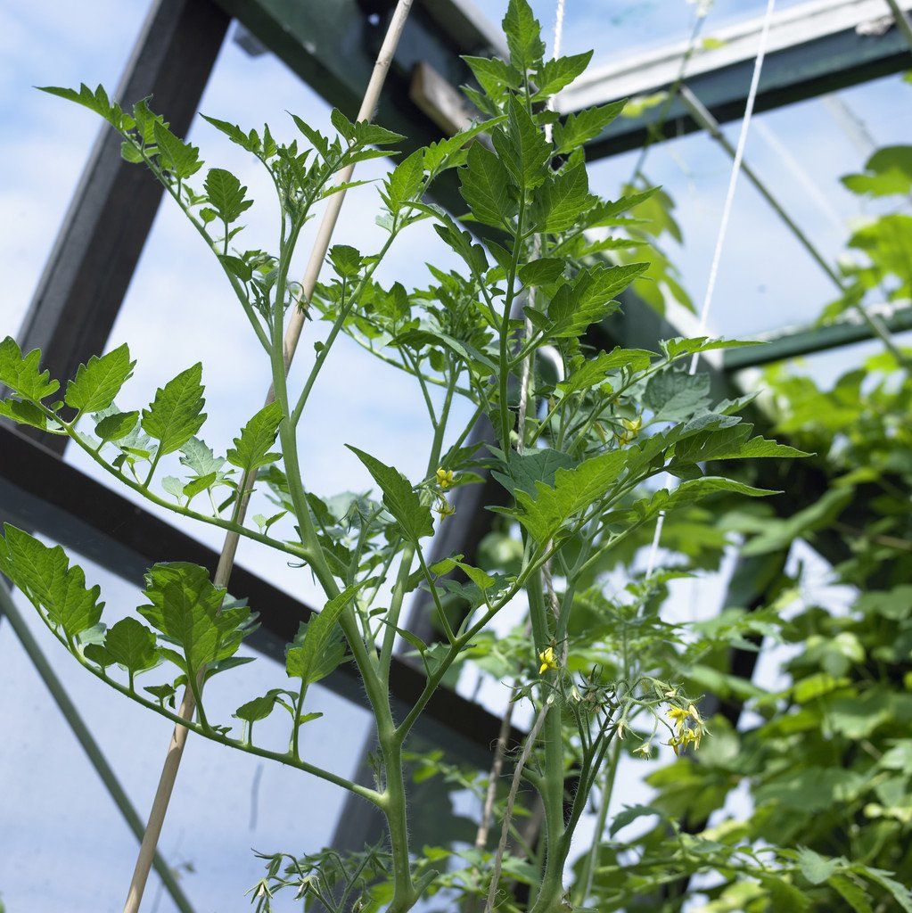 growing tomato plants from suckers, tomato sucker, side shoot tomato, tomato cuttings,