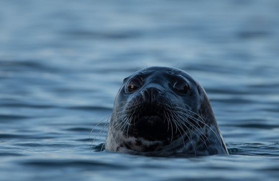 Sammy the seal - Callum McBride