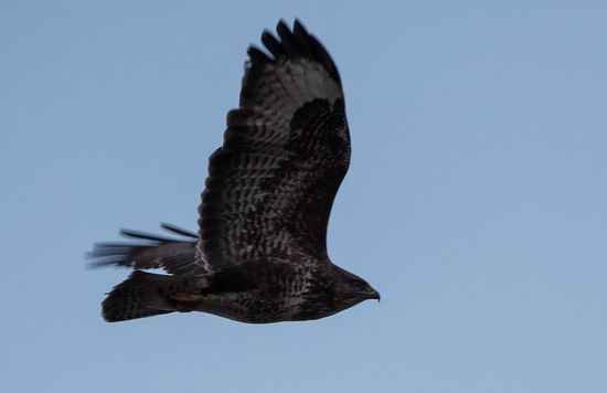 Buzzard - Callum McBride