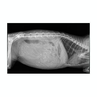 radiografia animale 2