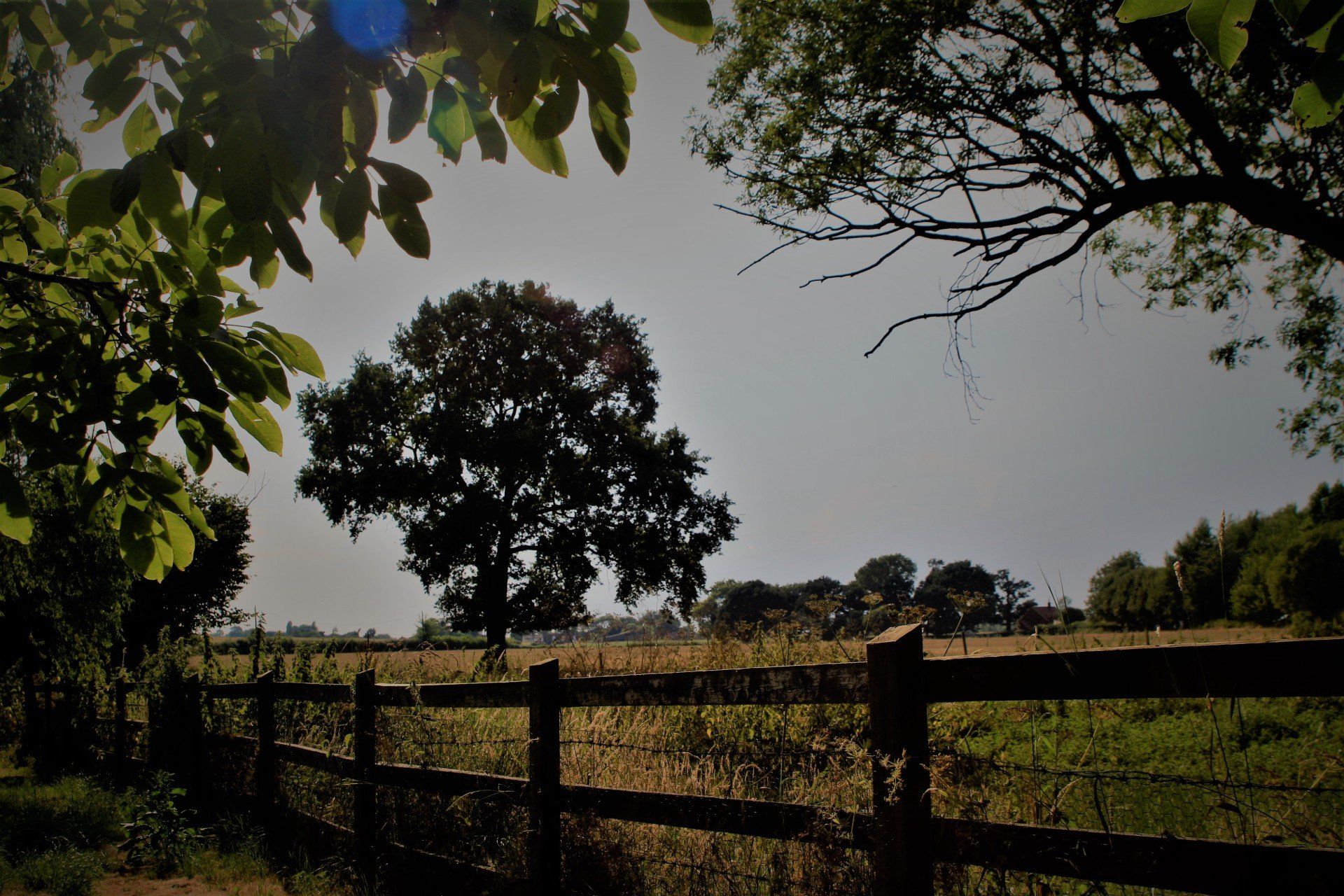 a lovely old tree on our farm