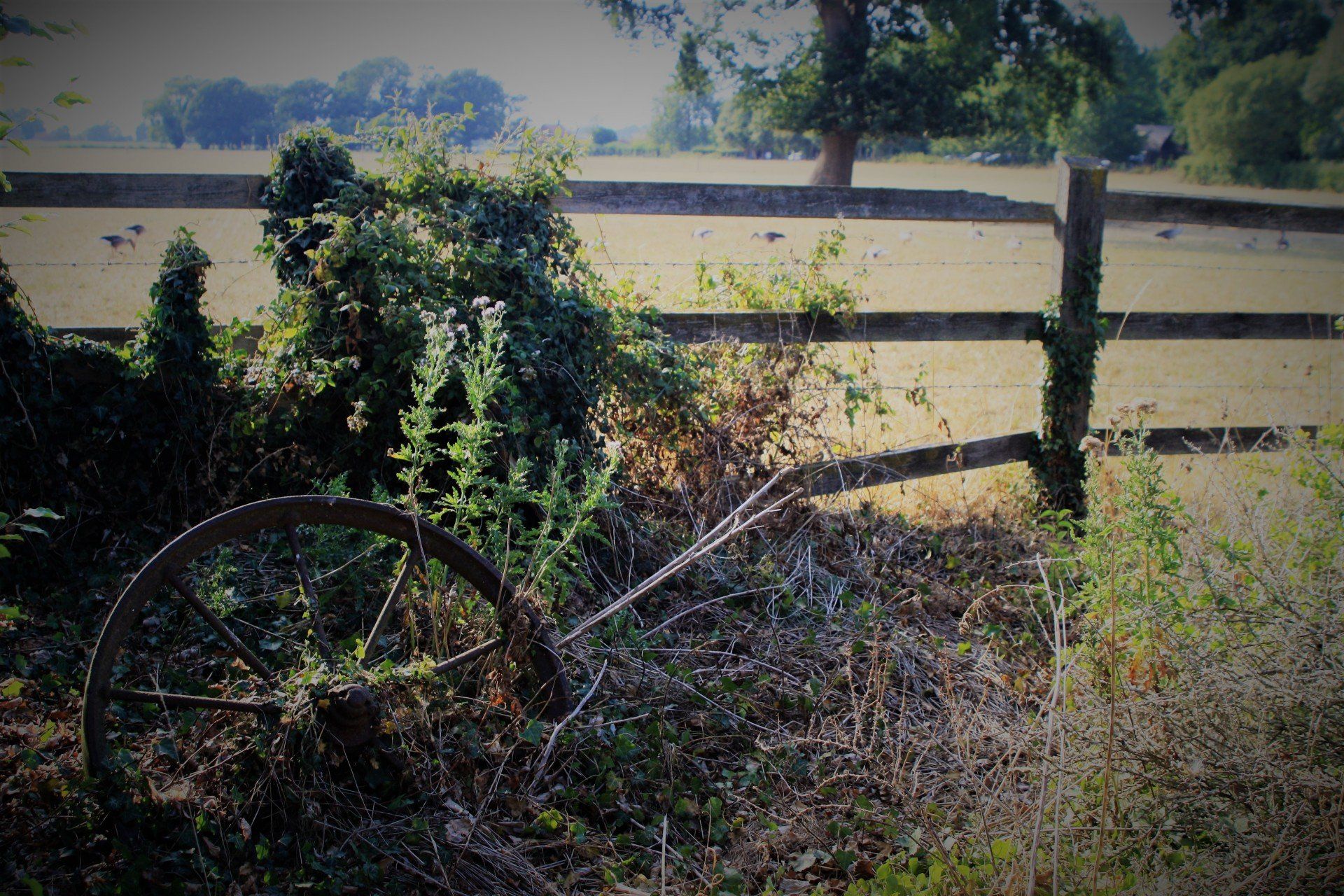 View of one of our fields